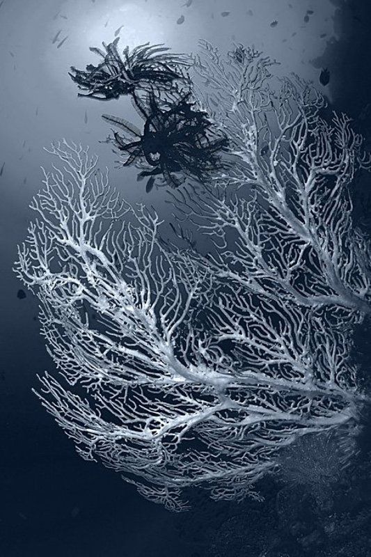 Горгонария (ч/б версия)photo preview