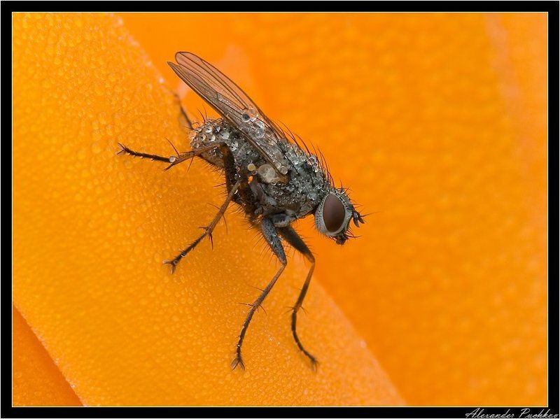 муха, капли Капельная макраphoto preview