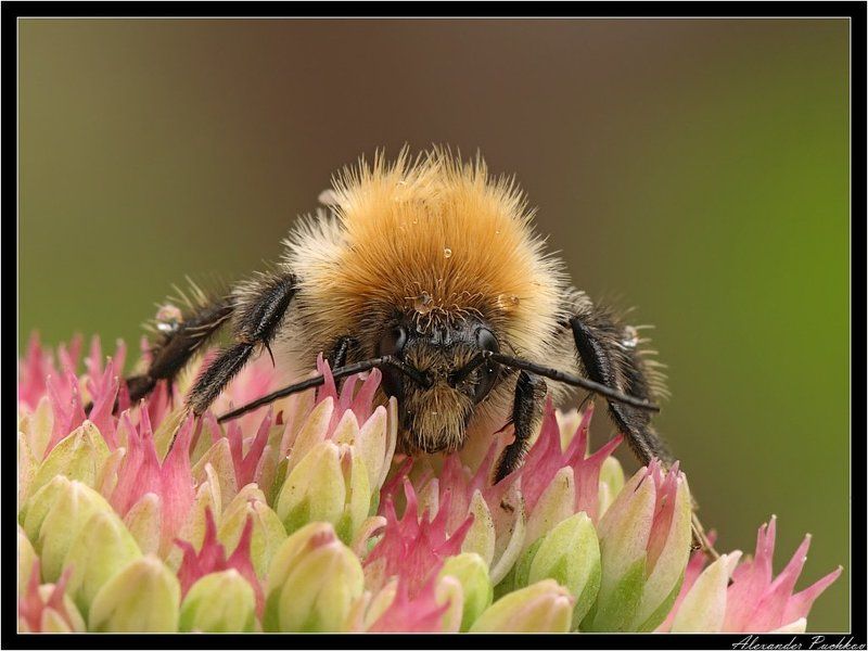 шмель Щаззз я тебя, фотографф, забадывать буду!photo preview