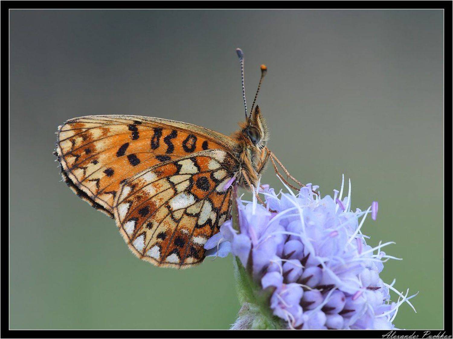 Сонная. Автор: Alexander Puchkov бабочка, перламутровка, селена, Alexander Puchkov