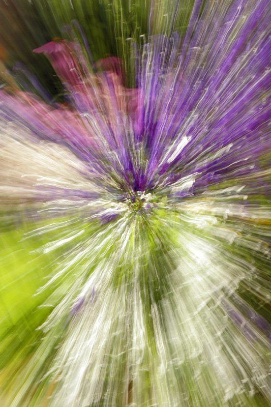 природа, цветы, лето Жар-птицаphoto preview