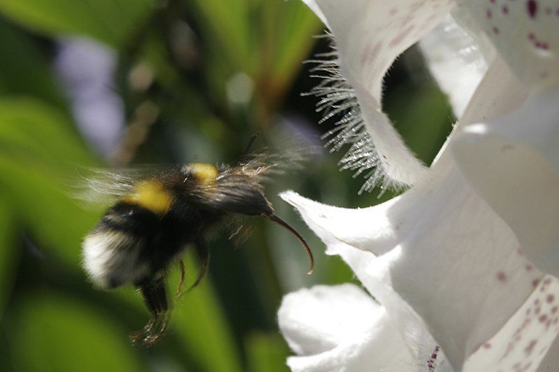 шмель, цветы, лето, природа photo preview