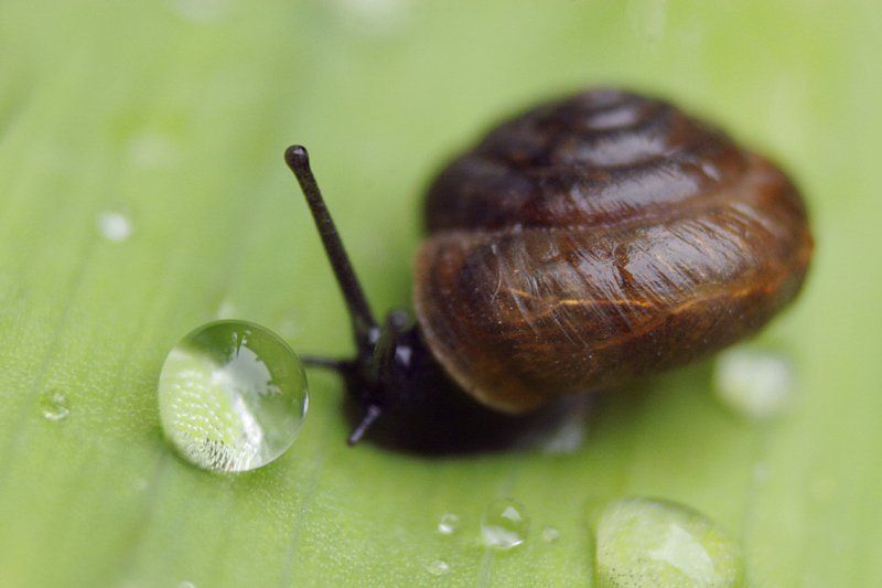 улитка, капля, макро photo preview