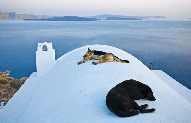 собаки, санторини  фото превью