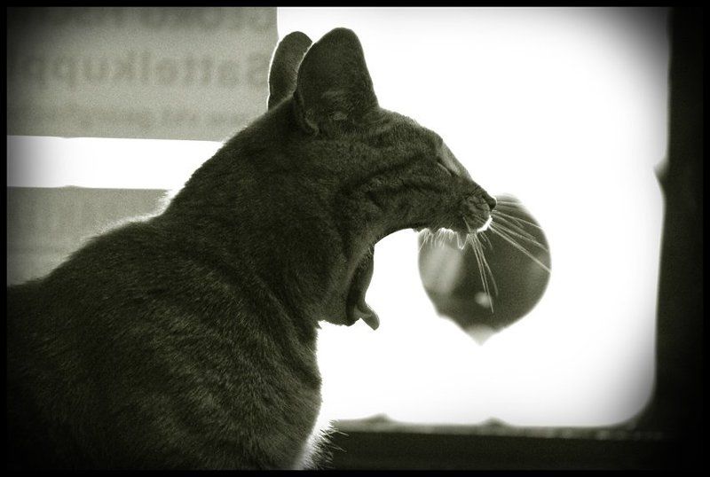 Спать охота...photo preview