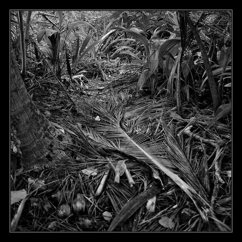 Лист пальмыphoto preview