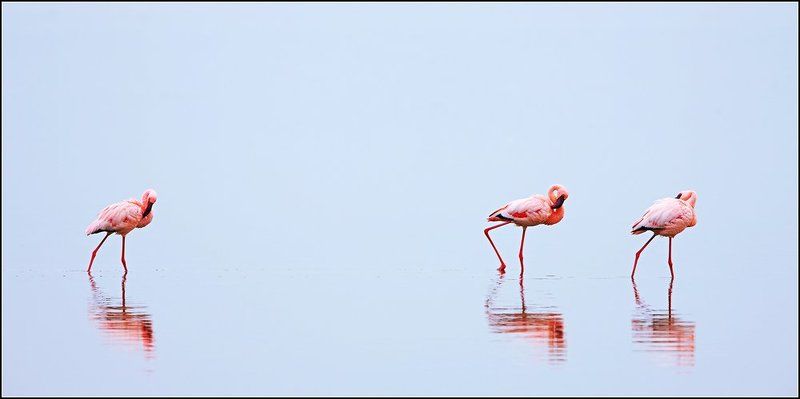 немного о фламингоphoto preview