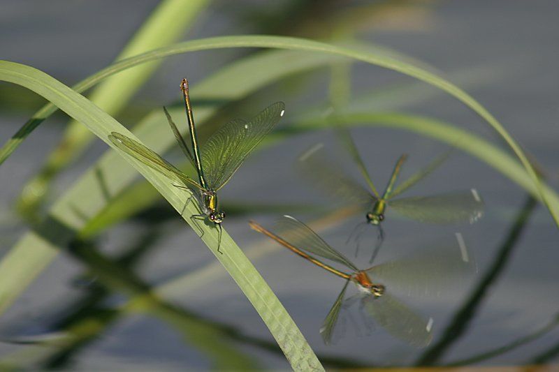 стрекоза, лето, природа Попрыгунья-стрекозаphoto preview