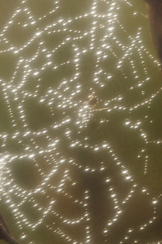 паутина, роса, капля, ожерелье, макро, природа photo preview