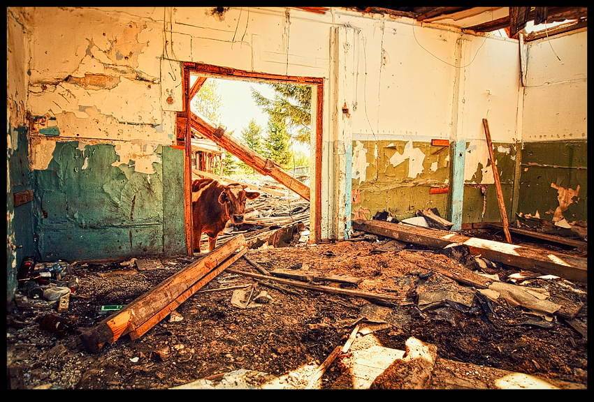 Портрет священного животного. Автор: Роман Быков , Роман Быков