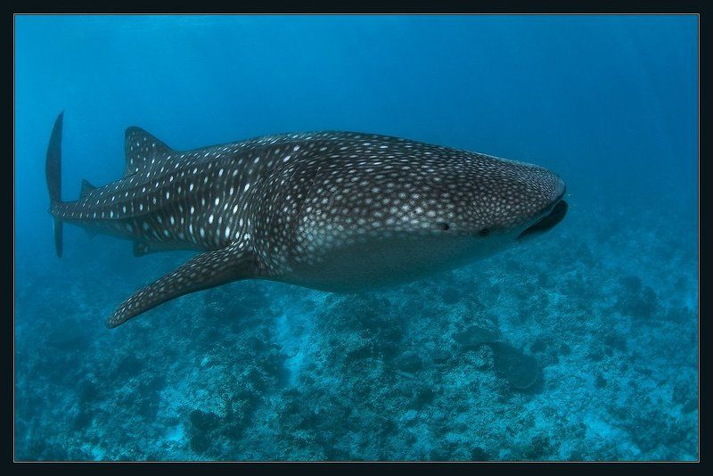 Китовая акулаphoto preview