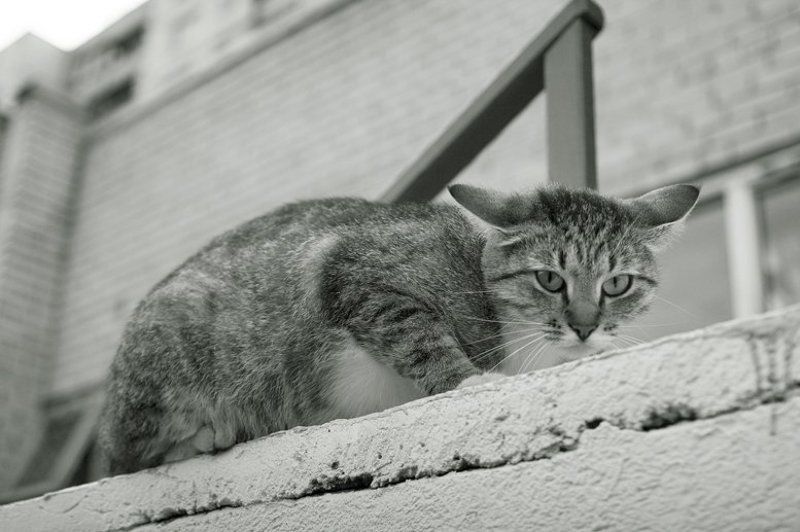 котяра Вне настроенияphoto preview