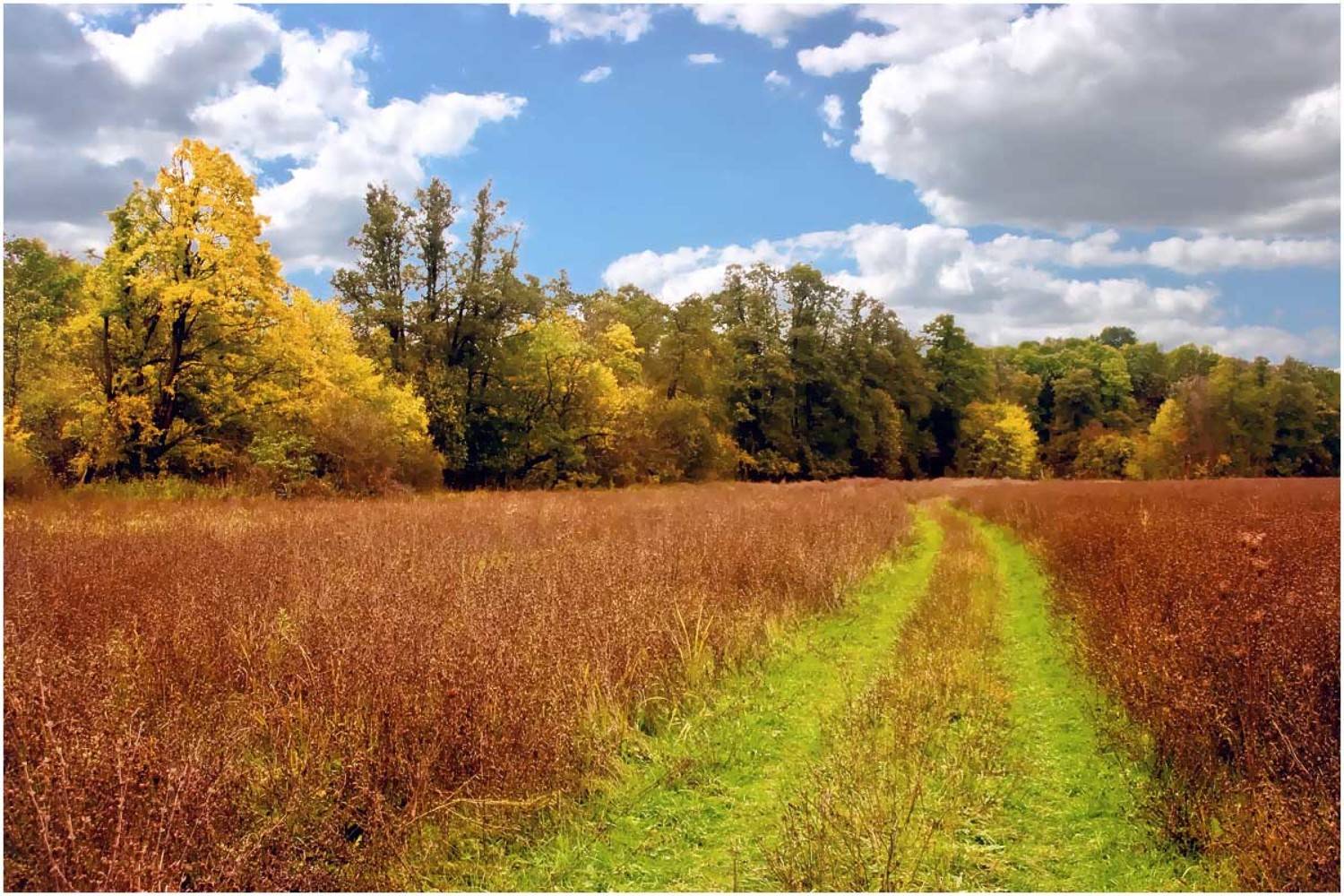 Зеленая дорога осени. Автор: Александр Батурский пейзаж, природа, осень, дорога, Александр Батурский