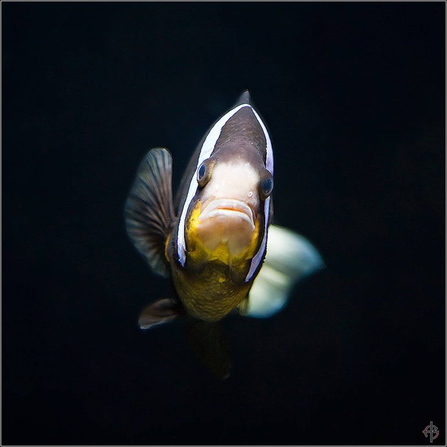 Автор: Алексей Войницкий рыба, Алексей Войницкий