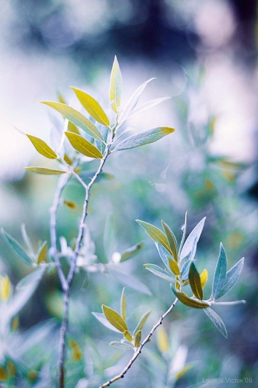 бокэ, растение, ветка, лето, цвет photo preview