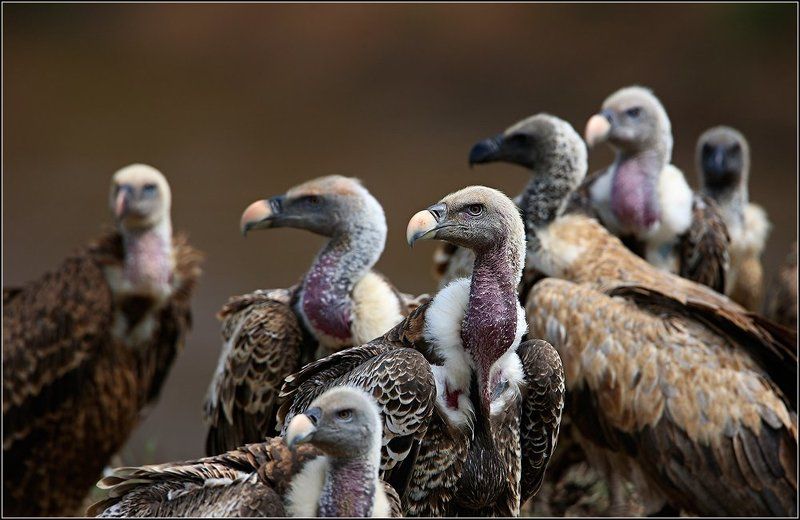 Адские птицыphoto preview