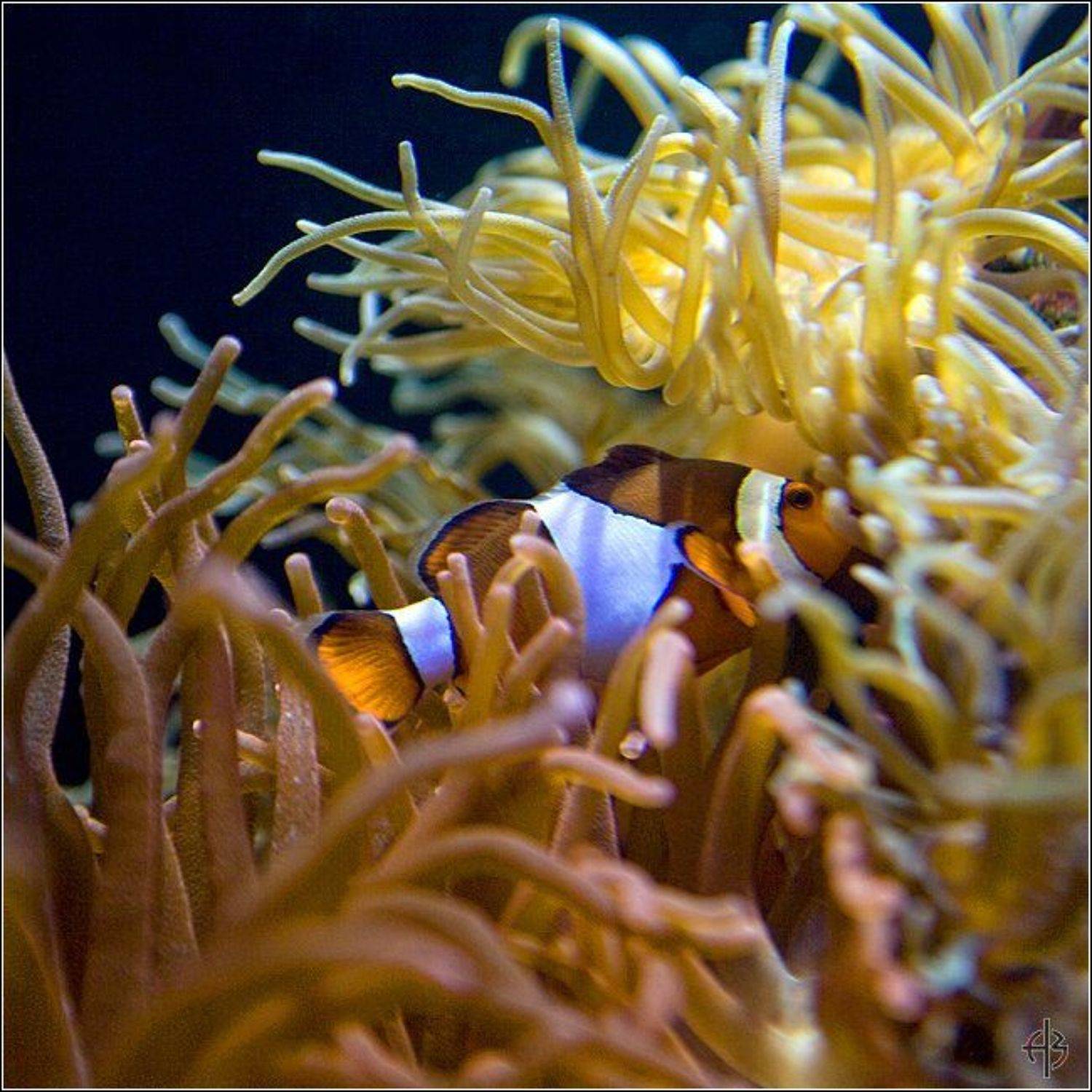 Автор: Алексей Войницкий , Алексей Войницкий