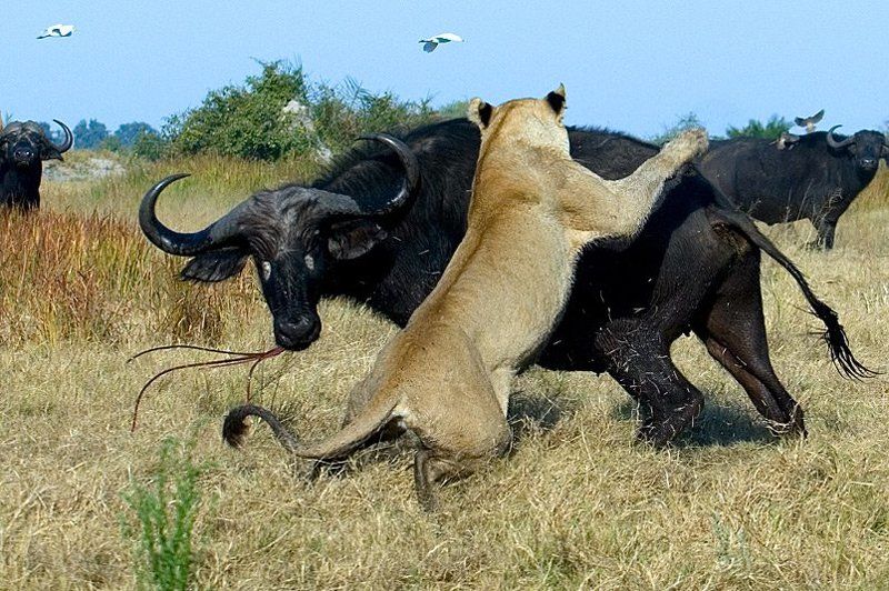 лев буйвол горшков gorshkov Поединокphoto preview