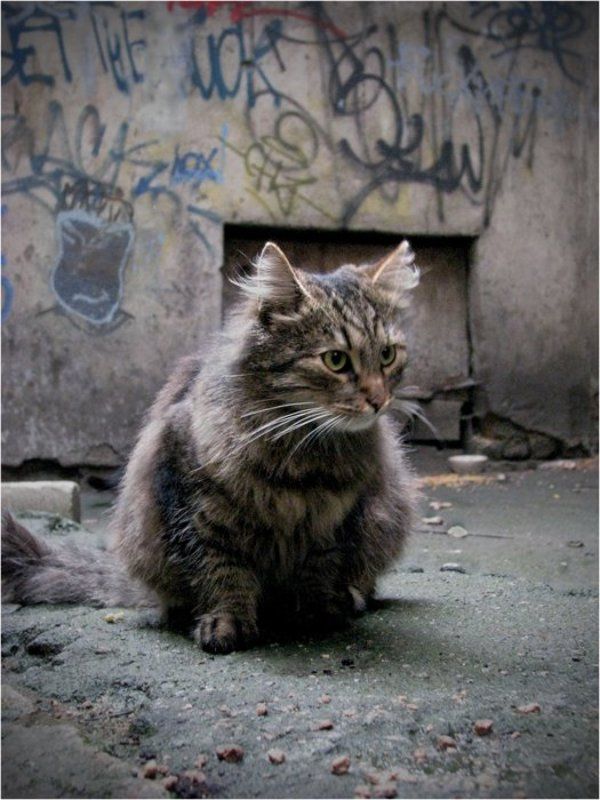 кот, питер, дворы Жду...photo preview