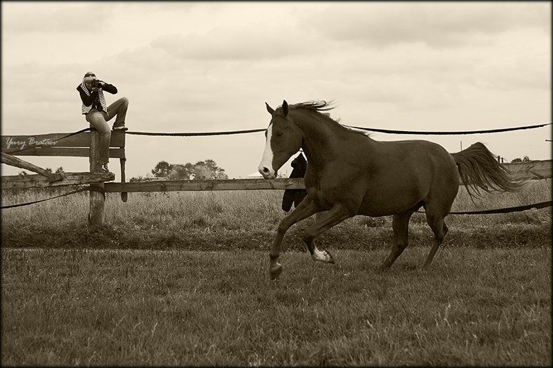 юля, darn cat, лошадь, осень photo preview