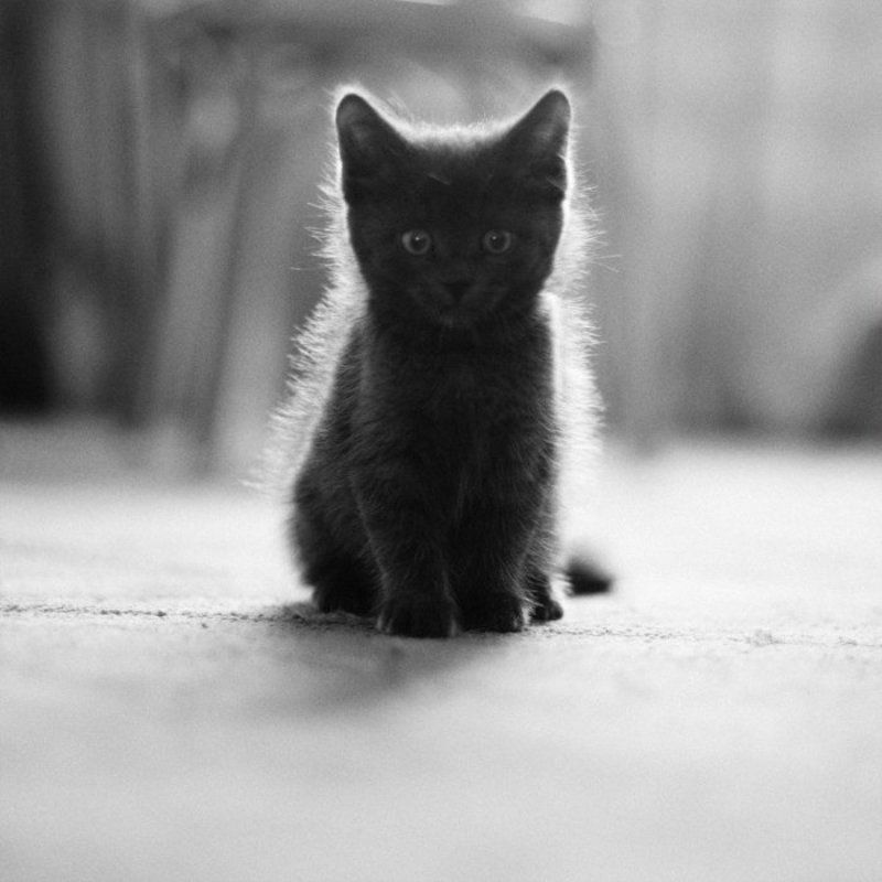 светлячокphoto preview