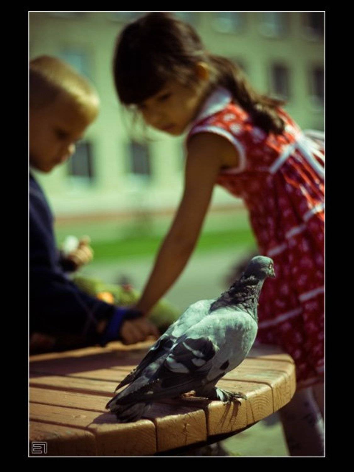 О голубях и детях.... Автор: Евгений Павленко голубь, ребёнок, девочка, Евгений Павленко