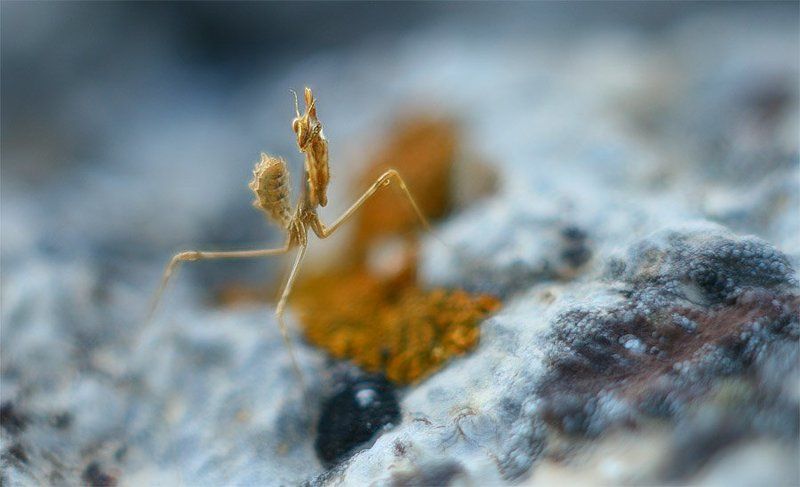 Empusa fasciataphoto preview