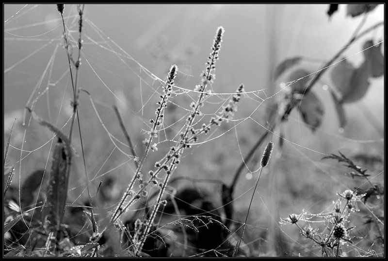 роса, трава, лес, паутина В утренней росе...photo preview