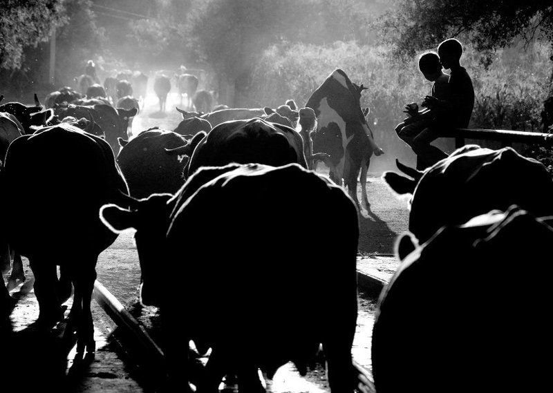 Про особенности полового воспитания в деревнеphoto preview