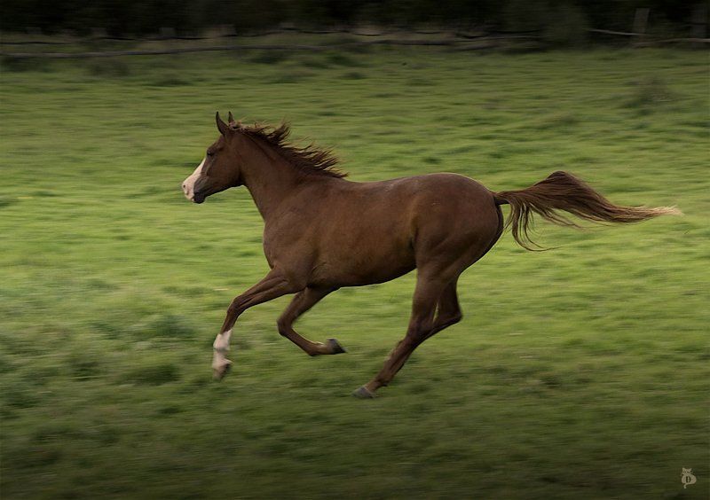 конь, полет, динамика Но только Лошади летают вдохновенноphoto preview
