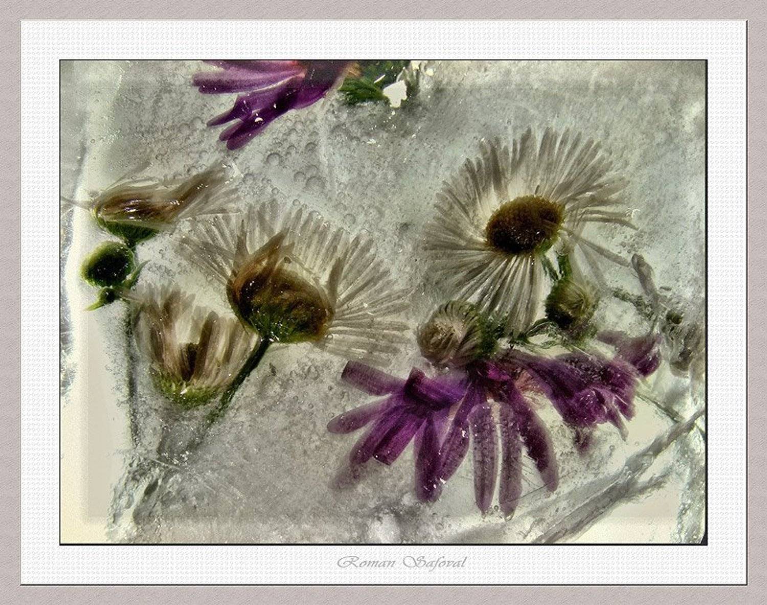 Даже холод приятен и свеж..... Автор: Роман , Роман