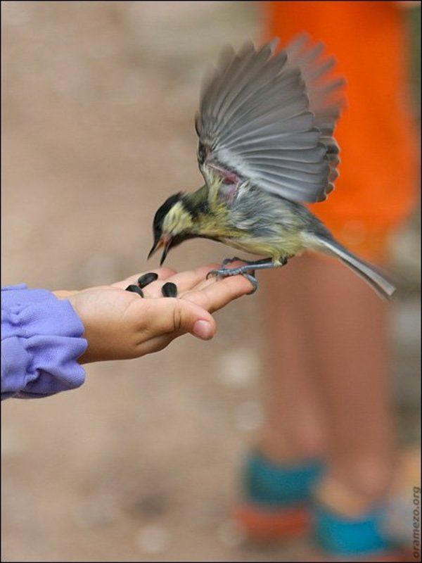 птицы, синицы, крылья Ам!photo preview