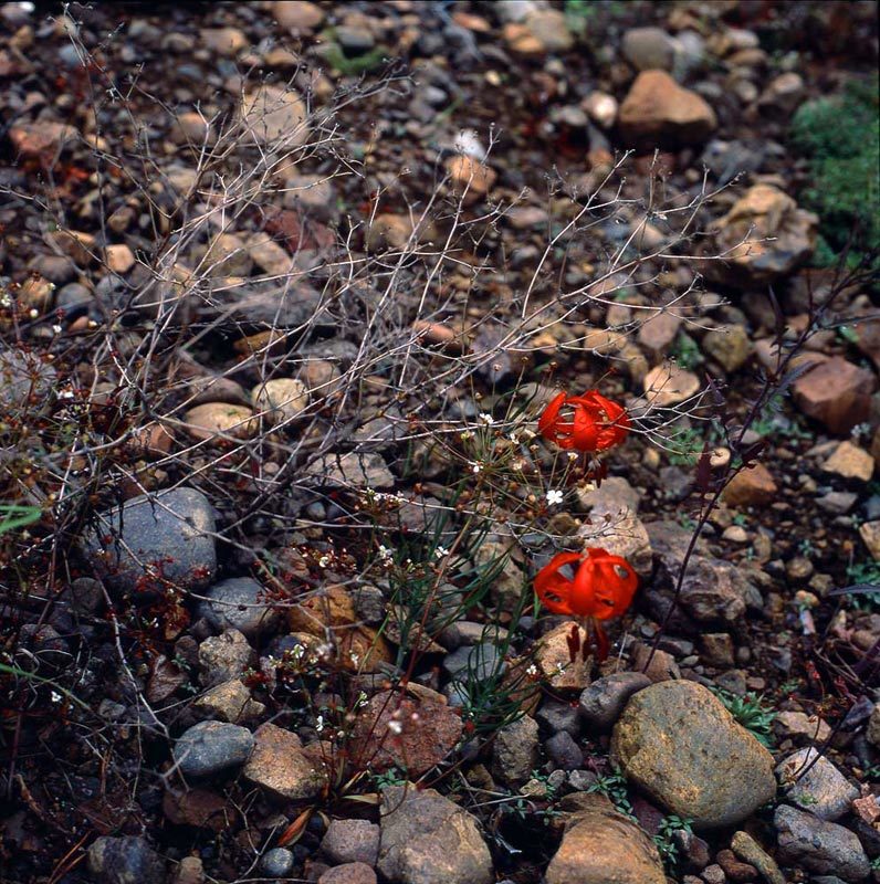 цветы, цветок, ветки, камни, саранка Каменный цветокphoto preview