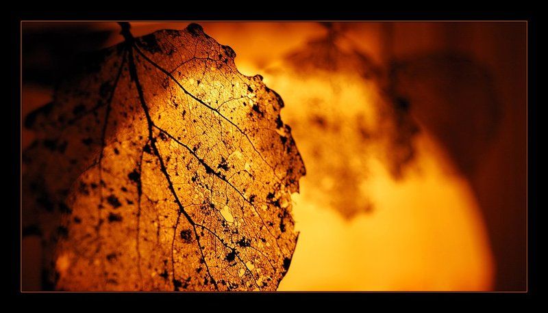 листик, солнце, осень заходящееphoto preview