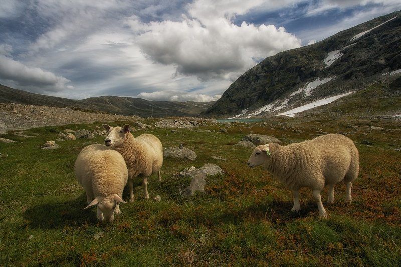 mc, norway Maggie Had a Little Lamb... or Lambs..photo preview