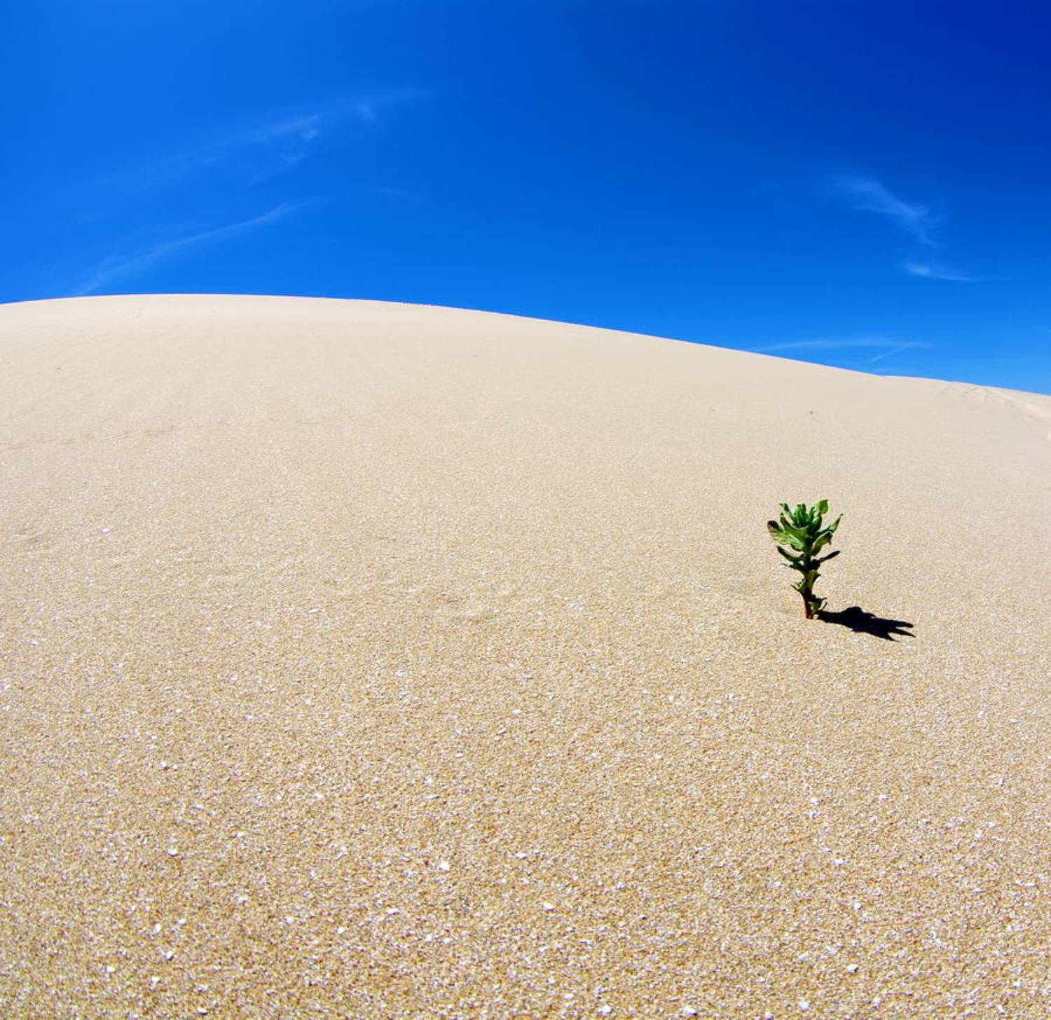 ОДИНОЧЕСТВО. Автор: Арсен Алабердов , Арсен Алабердов