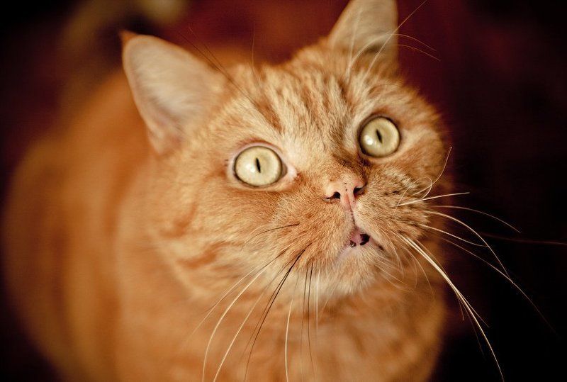 апельсинphoto preview