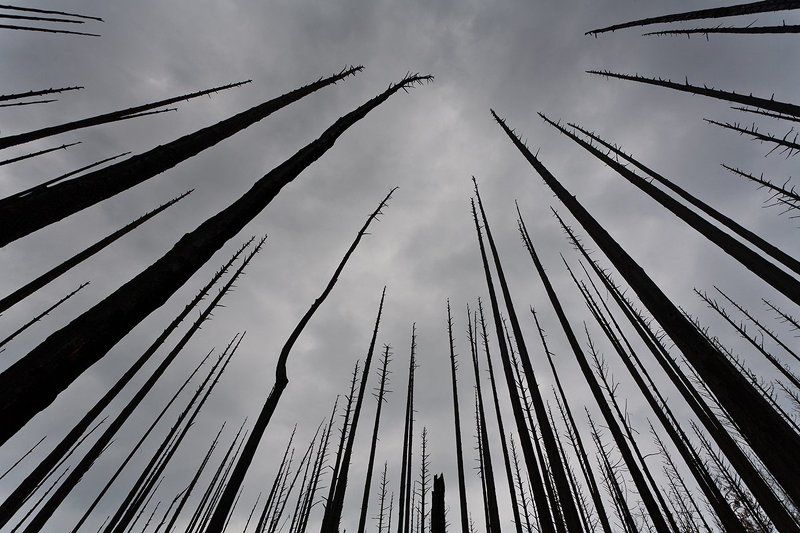 У леса плохое настроениеphoto preview