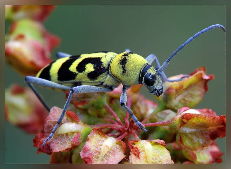 Узорчатыйphoto preview