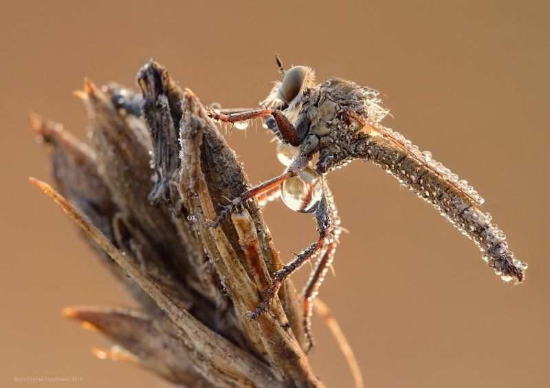 Ктырьphoto preview