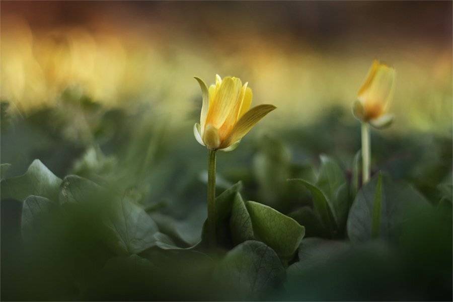 , Наталья Ова