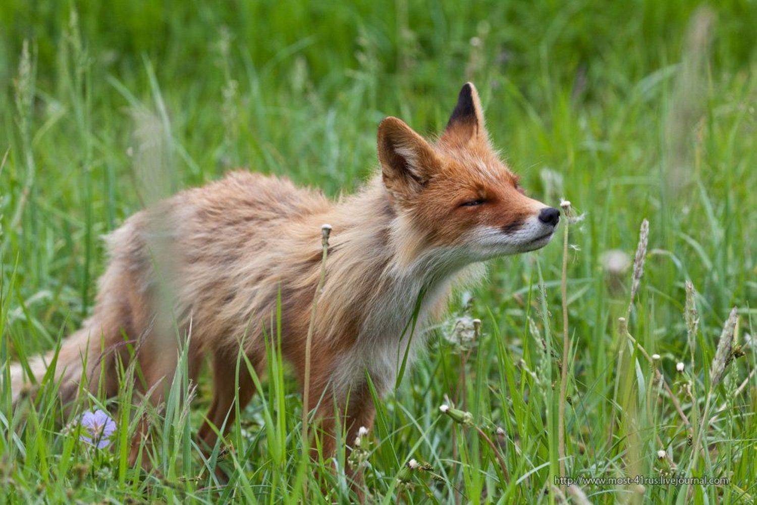 Отцвели уж давно.... Автор: Сергей Краснощёков лиса, Сергей Краснощёков