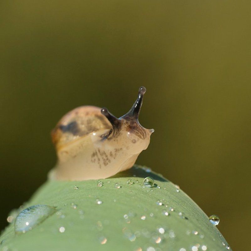 Листок и улиткаphoto preview