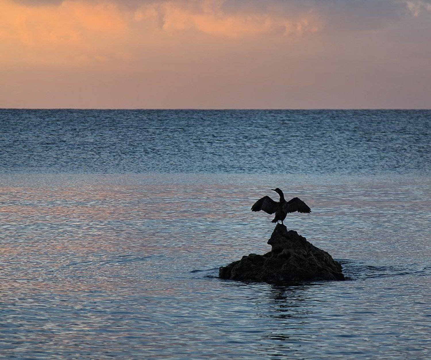 море, рассвет, птица, баклан, Наталья Кузнецова (Nateletro)