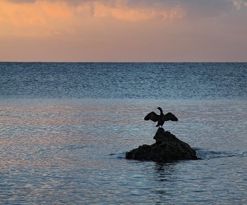 море, рассвет, птица, баклан Встречая новый  деньphoto preview