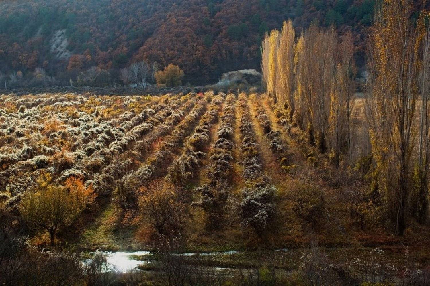 , Андрей  Золочевский