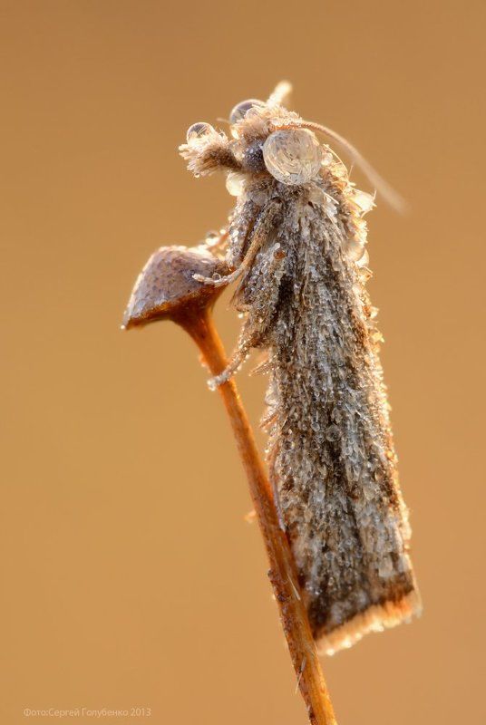 Базилиоphoto preview