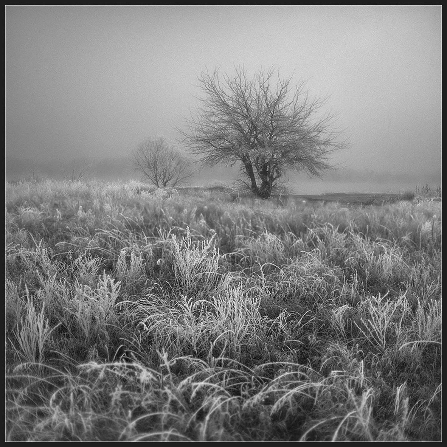 Иней.... Автор: Алексей Соловей , Алексей Соловей