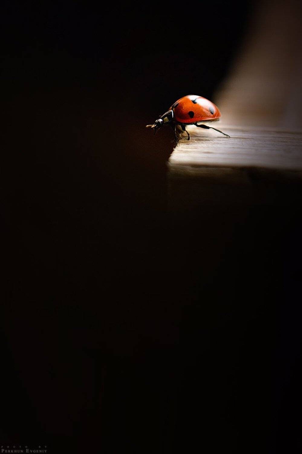 Я высоты боюсь!. Автор: Перхун Евгений божья, коровка, Перхун Евгений