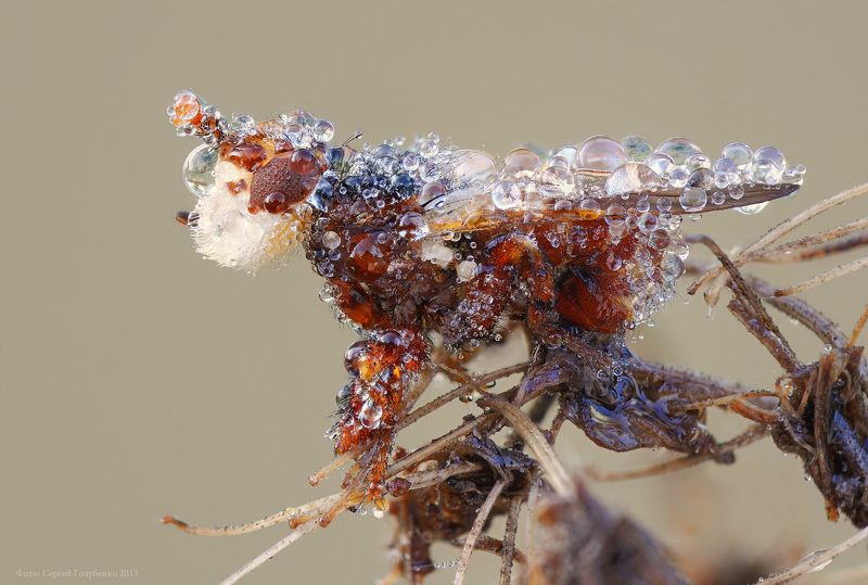 Собачкаphoto preview